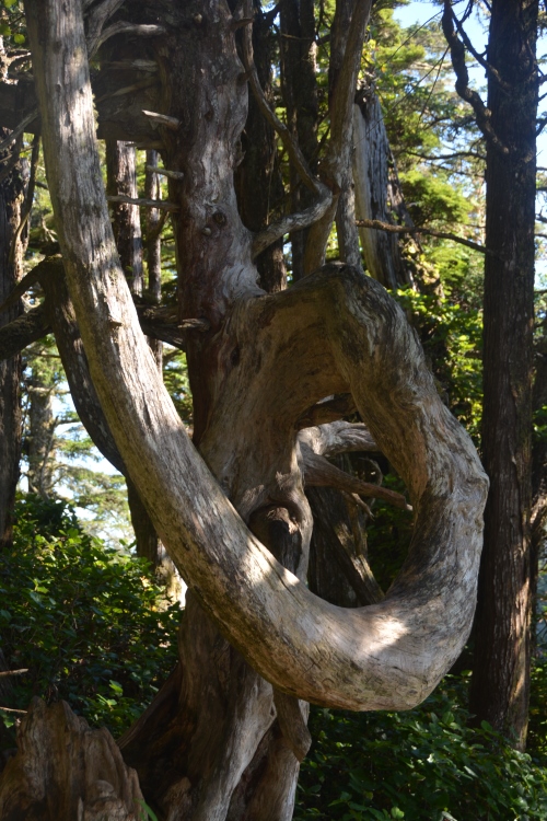 tree limb formation